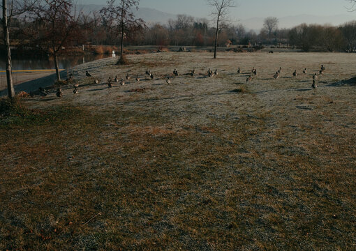 Geese grazing on frosted grass in esther simplot park, boise