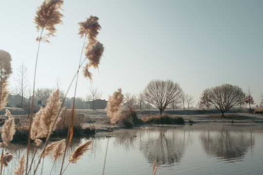 Winter morning frost covering on trees and grass in Boise, Idaho park