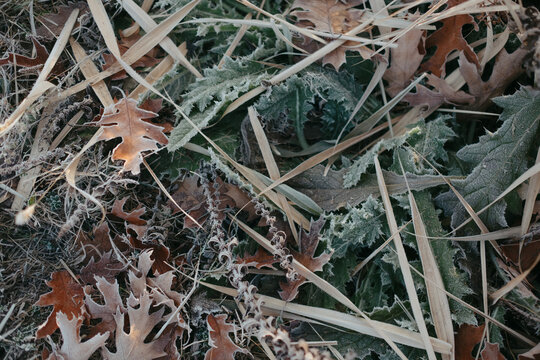 Winter frost covering leaves and grass in boise idaho park