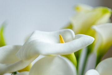 Freshly cut pristine white elegant callas