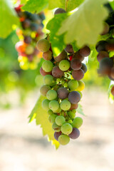 Fototapeta premium Veraison, grapes ripening on vine late spring in Northern California