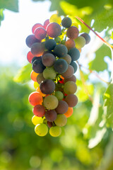 Fototapeta premium Veraison, grapes ripening on vine late spring in Northern California