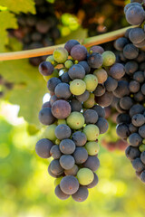Fototapeta premium Veraison, grapes ripening on vine late spring in Northern California