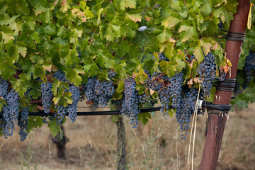 Fototapeta premium Clusters of red ripe grapes on vine in Northern California