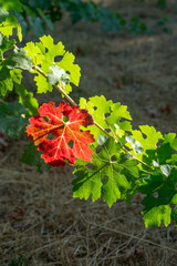 Fototapeta premium Grape leaves turning color in Northern California Vineyard