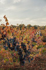 Naklejka premium Handpicking grapes from vines during harvest in Northern California