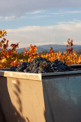 Naklejka premium Red grapes in grape bin after being hand harvested on a fall morning