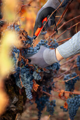 Naklejka premium Close-up of mans hand picking red grapes during harvest