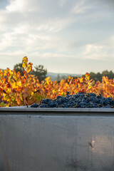 Naklejka premium Red grapes in grape bin after being hand harvested on a fall morning