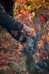 Naklejka premium Close-up of mans hand picking red grapes during harvest