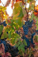 Naklejka premium Red grapes on vine waiting to be harvested in Northern California