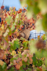 Naklejka premium Worker bent over picking grapes during fall harvest