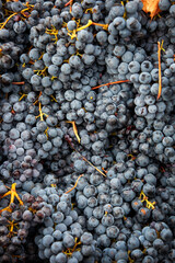 Naklejka premium Red grape clusters after being handpicked from the vine