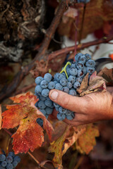 Naklejka premium Close-up of mans hand picking red grapes during harvest