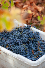 Naklejka premium Red grapes in bin after being handpicked from the vine