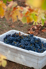 Naklejka premium Red grapes in bin after being handpicked from the vine