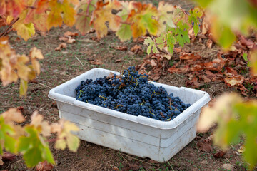 Naklejka premium Red grapes in bin after being handpicked from the vine