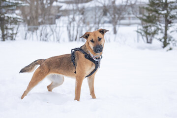 Brown dog with harness standing alert in snowy yard.