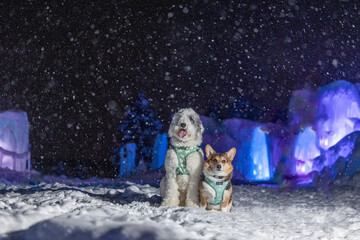 Obraz premium Two dogs in snow at night with colorful ice lights behind.