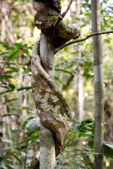 Beautiful view to vines and green amazon rainforest, Amazonas