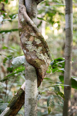 Beautiful view to vines and green amazon rainforest, Amazonas