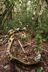 Beautiful view to vines and green amazon rainforest, Amazonas