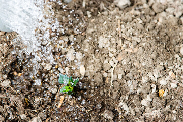 Newly planted dahlia sprout being watered.
