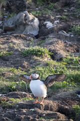 Puffin with Spread Wings on a Rocky Shore