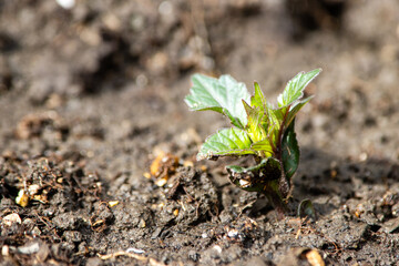 Early dahlia sprout emerging in raised garden bed