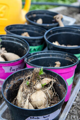 Dahlia tubers sprouting in labeled containers