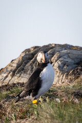 Fototapeta premium Curious Puffin Standing on a Rocky Cliff
