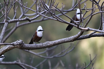 White crested Laughingthrush