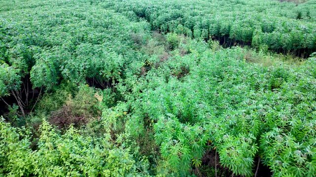 Aerial view showing green cassava crops growing in a field in Vang Vieng, Laos