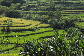 Lush Vibrant Green Rice Terraces Cascade Down Hillsides Under Soft Sunlight