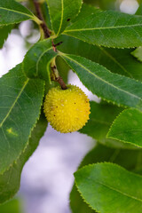 Arbutus unedo - Strawberry tree, Chorleywood