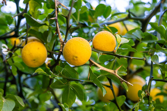 Green fruits of Trifoliate orange tree in garden close up. Citrus trifoliata