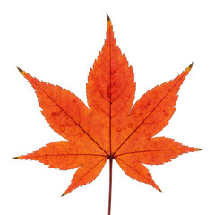 Single Vibrant Orange Maple Leaf Isolated on a Transparent Black Background Detailed Veins and Autumn Colors