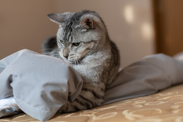 好奇心旺盛な猫の視線　サバトラ猫