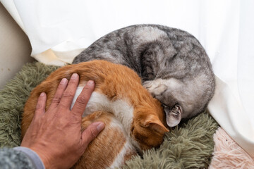 窓辺で眠る二匹の猫を撫でる飼い主