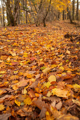 美しい紅葉の森を歩く