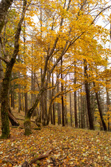 Obraz premium 美しい紅葉の森を歩く