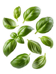 Fresh green basil leaves scattered isolated on a plain background isolated on transparent background