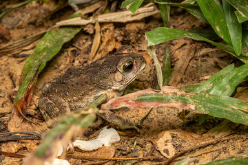 Asian common toad - Duttaphrynus melanostictus, large frog native to the fresh waters and marshes of Southeast Asia, Vietnam.