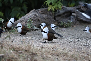 White crested Laughingthrush