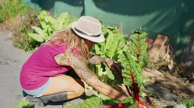 Tattooed female farmer harvesting red chard in an organic vegetable garden