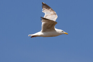 Caspian gull in flight against blue sky. High quality photo
