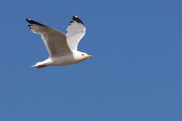 Herring gull in flight against blue sky. High quality photo