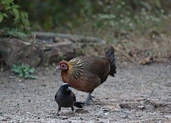 Red Junglefowl