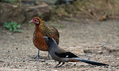 Red Junglefowl