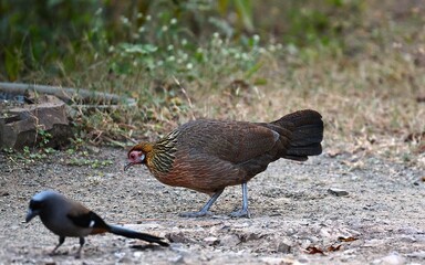 Red Junglefowl
